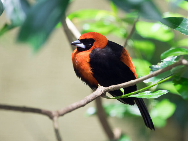Red black bird branch leaves free wallpaper for desktop - medium preview image