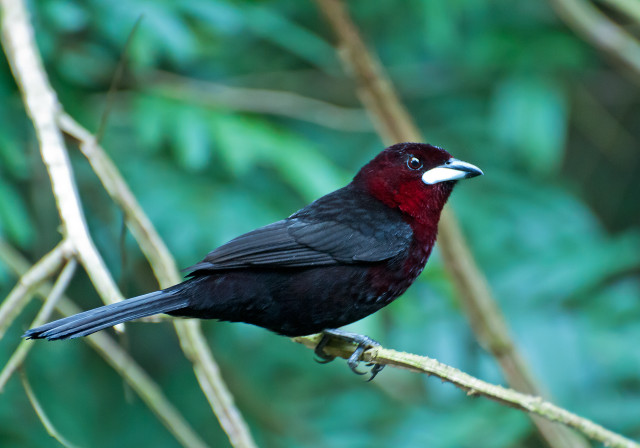 Bird sitting branch tree leaves #3 free wallpaper for desktop - medium preview image