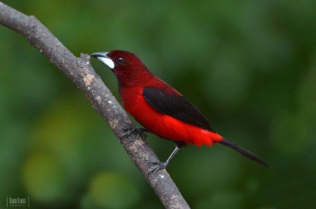 Red black bird perched branch free wallpaper for desktop - medium preview image
