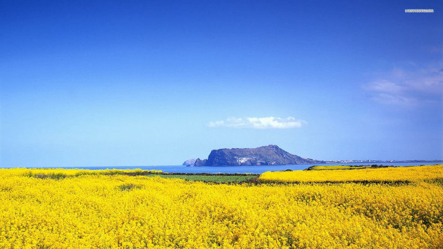 Yellow flowers mountain water rock free wallpaper for desktop - medium preview image