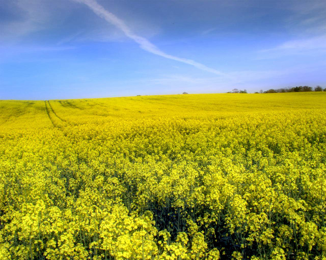 Yellow flowers blue sky clouds #6 free wallpaper for desktop - medium preview image