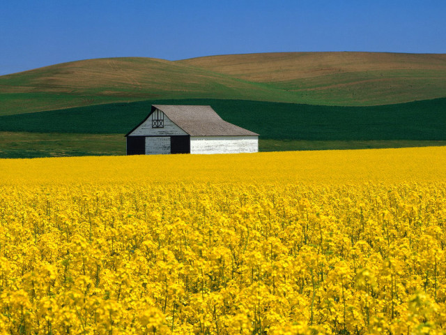 Yellow flowers barn hills blue free wallpaper for desktop - medium preview image