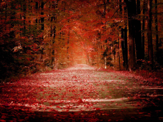 Road red leaves trees background free wallpaper for desktop - medium preview image