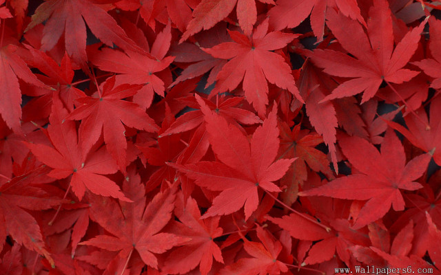 Red leaves fall branch autumn free wallpaper for desktop - medium preview image
