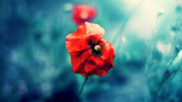 Red flower grass field background free wallpaper for desktop - medium preview image