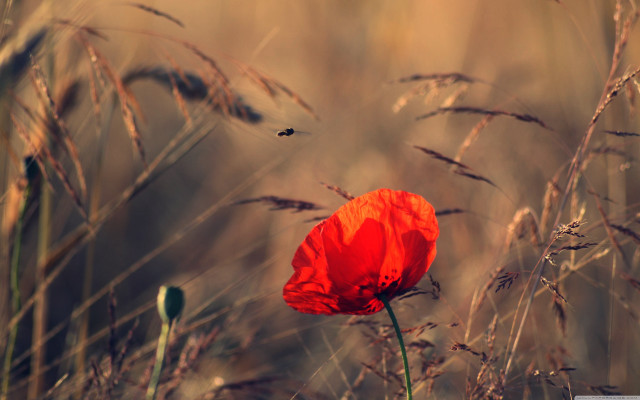 Red flower tall grass bug free wallpaper for desktop - medium preview image