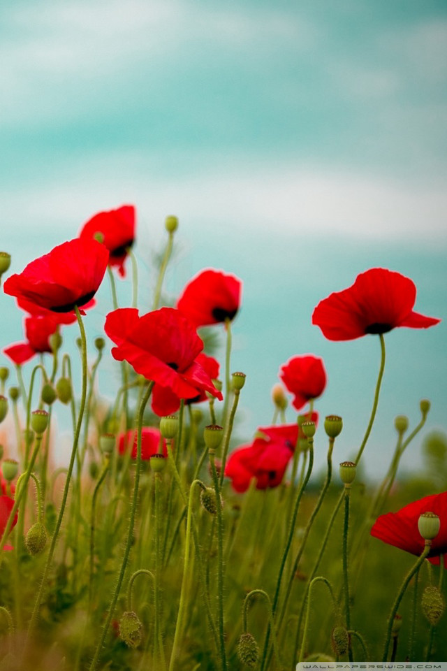 Red flowers field sky background free wallpaper for mobile - medium preview image