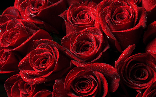 Red roses water droplets black free wallpaper for desktop - medium preview image