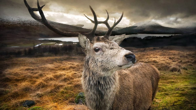 Deer antlers field mountains cloudy free wallpaper for desktop - medium preview image