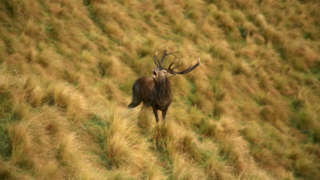 Deer antlers grassy field ecological free wallpaper for desktop - medium preview image