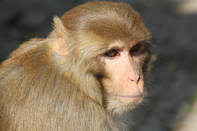 Monkey long nose blurry background free wallpaper for desktop - medium preview image