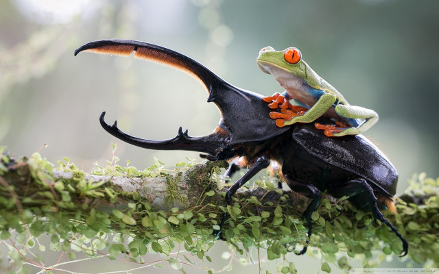 Frog riding black beetle tree free wallpaper for desktop - medium preview image