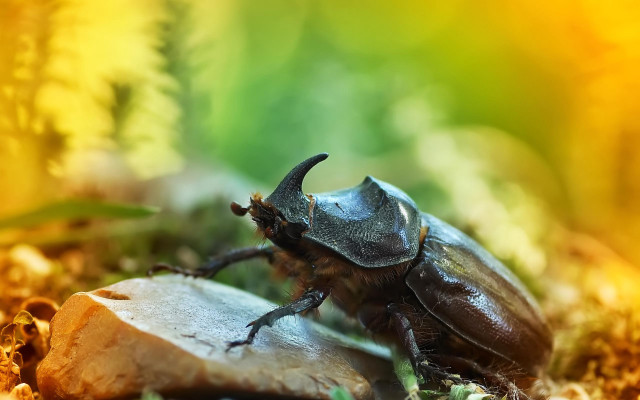 Beetle wood grass dirt nature free wallpaper for desktop - medium preview image