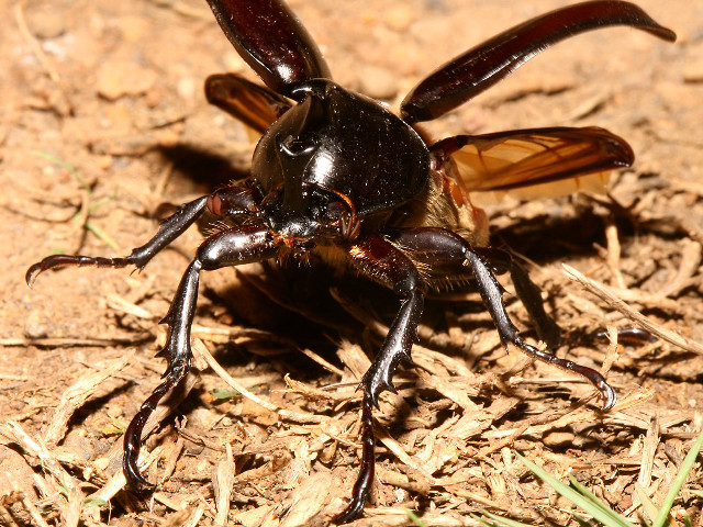 Bug battle macro fire debris free wallpaper for desktop - medium preview image