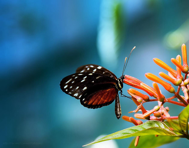 Butterfly flower blurry background blue free wallpaper for desktop - medium preview image