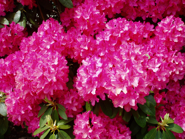 Pink flowers blooming sun garden free wallpaper for desktop - medium preview image