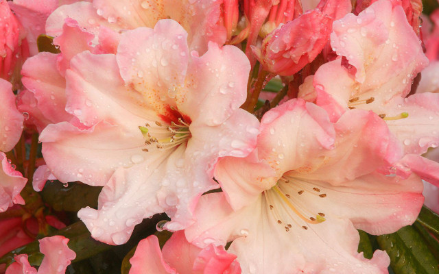 Pink flowers water droplets green #4 free wallpaper for desktop - medium preview image