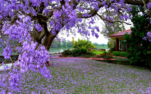 Tree purple flowers house lake free wallpaper for desktop - medium preview image