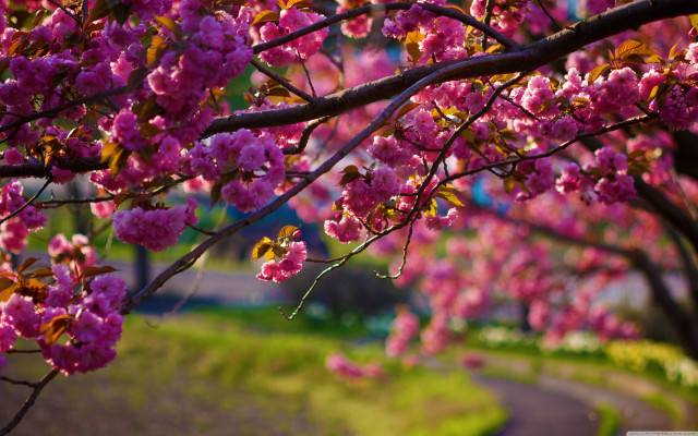 Tree pink flowers park path free wallpaper for desktop - medium preview image