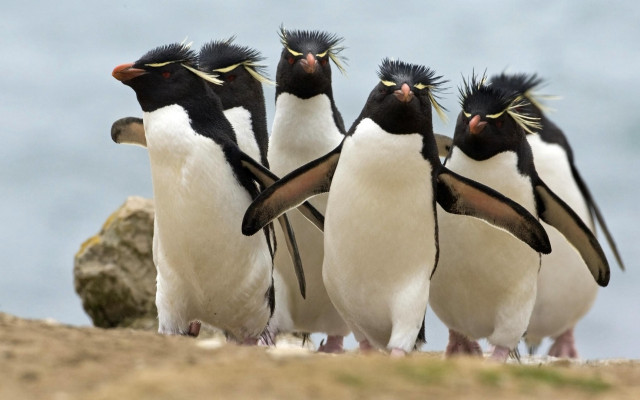 Penguins beach ocean beaks open free wallpaper for desktop - medium preview image