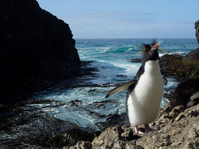 Penguin standing rock ocean foreground free wallpaper for desktop - medium preview image