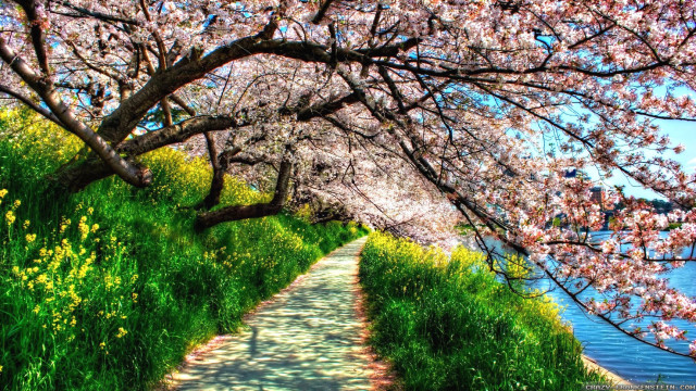 Flowered path pond sky bridge free wallpaper for desktop - medium preview image
