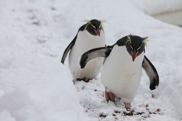 Two penguins walking snow beaks free wallpaper for desktop - medium preview image