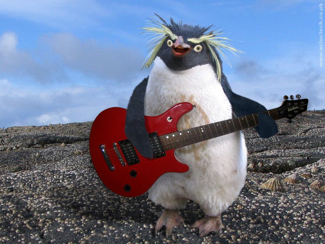 Penguin red guitar rocky surface free wallpaper for desktop - medium preview image