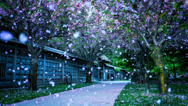 Walkway trees flowers rain building #2 free wallpaper for desktop - medium preview image