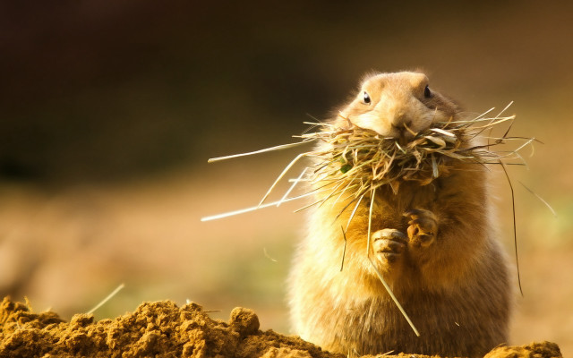 Chippy surrealist rodent eating grass free wallpaper for desktop - medium preview image