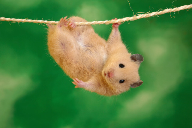Hamster hanging upside down rope free wallpaper for desktop - medium preview image