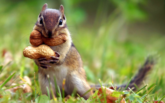 Squirrel eating nut ecological art #2 free wallpaper for desktop - medium preview image