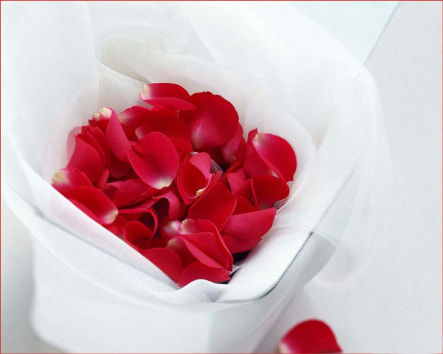 White vase red roses still free wallpaper for desktop - medium preview image