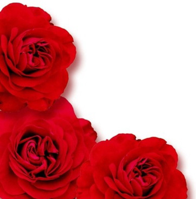 Three red roses white background free wallpaper for tablet - medium preview image
