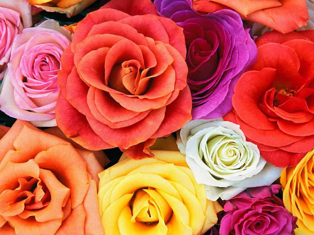 Colorful flowers pile bunch middle free wallpaper for desktop - medium preview image