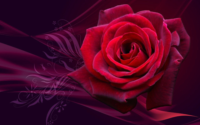 Red rose purple background swirly free wallpaper for desktop - medium preview image