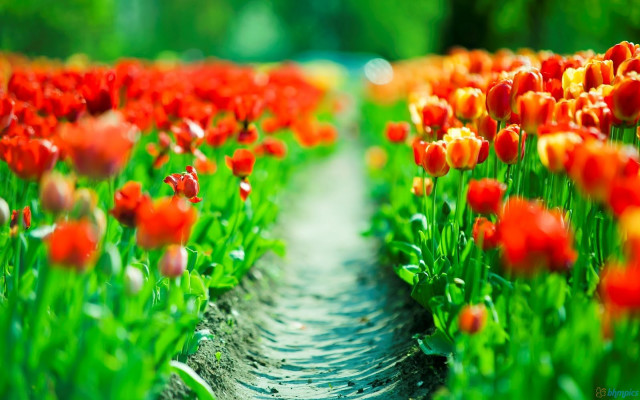 Red yellow flowers path green free wallpaper for desktop - medium preview image