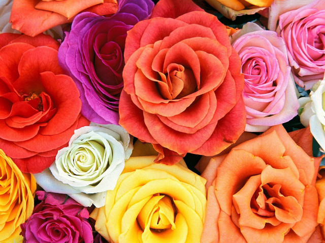 Colored roses arrangement pile tabletop free wallpaper for desktop - medium preview image