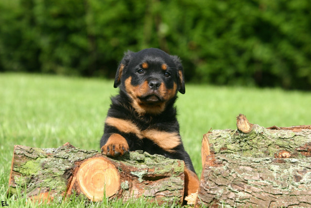 Puppy sitting log grass tree free wallpaper for desktop - medium preview image
