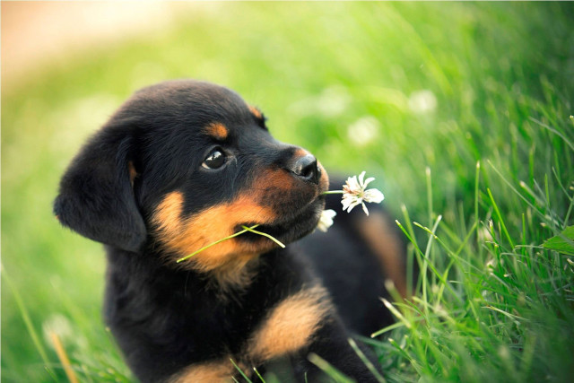 Puppy smelling flower blurry background free wallpaper for desktop - medium preview image