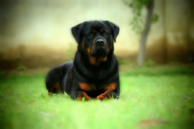 Black brown dog laying grass free wallpaper for desktop - medium preview image