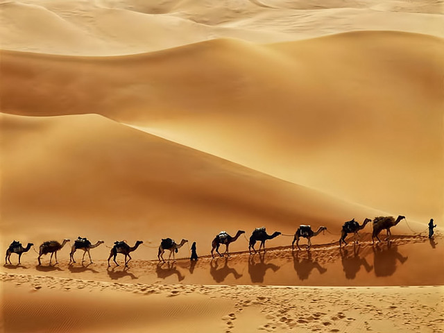 Camels desert landscape sand dunes free wallpaper for desktop - medium preview image