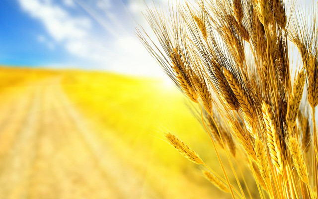 Wheat field blue sky sunbeam free wallpaper for desktop - medium preview image