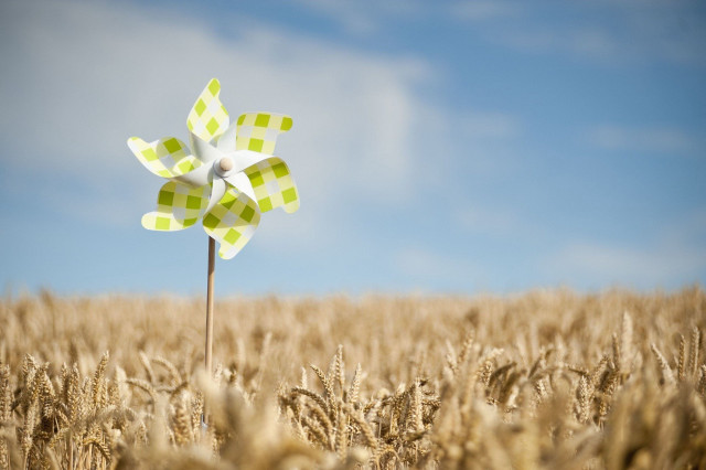 Windmill wheat field blue sky free wallpaper for desktop - medium preview image