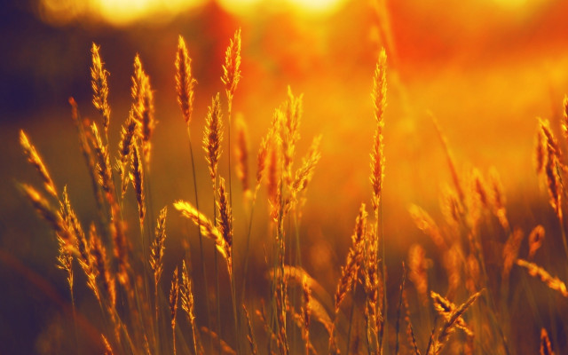 Tall grass sunshine field nature free wallpaper for desktop - medium preview image
