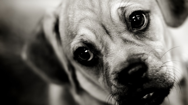 Sad dog looking camera expressing free wallpaper for desktop - medium preview image
