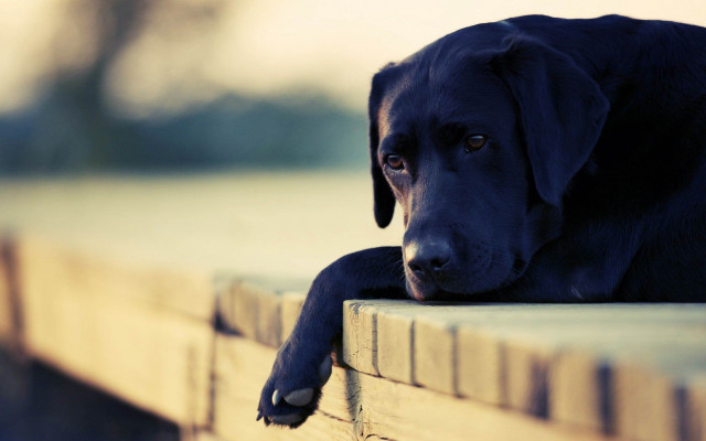 Black dog bench sad look free wallpaper for desktop - medium preview image