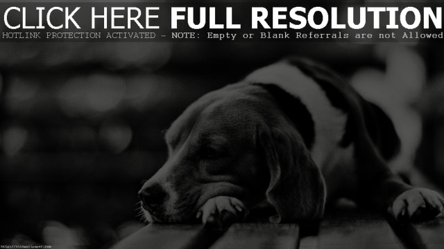 Dog laying wooden bench head free wallpaper for desktop - medium preview image