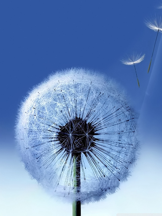 Dandelion blowing wind blue sky #15 free wallpaper for mobile - medium preview image