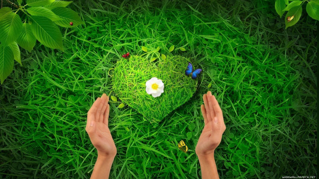 Person holding heart green grass free wallpaper for desktop - medium preview image